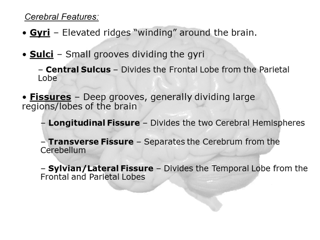 Cerebral Features: Sulci – Small grooves dividing the gyri Central Sulcus – Divides the
